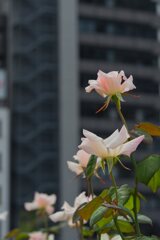 都心のバラ１