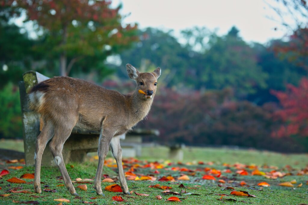 秋の味はいかに