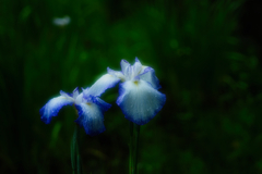 菖蒲