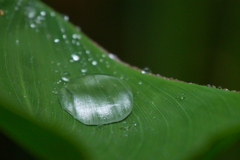 水飴