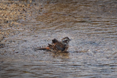 ホオジロの水浴び
