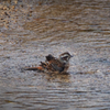 ホオジロの水浴び