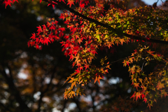 紅葉
