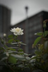 都心のバラ３