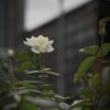 都心のバラ３