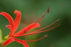 彼岸花