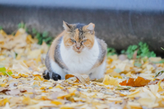 公園のボス