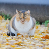 公園のボス