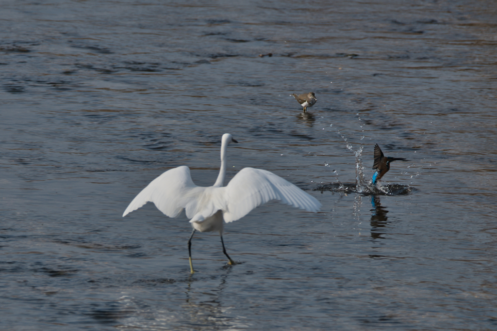 魚争奪戦の行方
