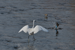 魚争奪戦の行方