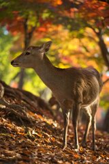 鹿と紅葉