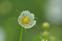 雨に透ける
