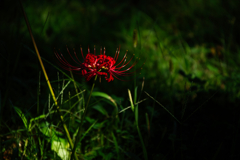 曼珠沙華