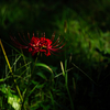 曼珠沙華