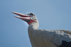 鳥