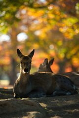 鹿と紅葉