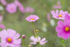 コスモス