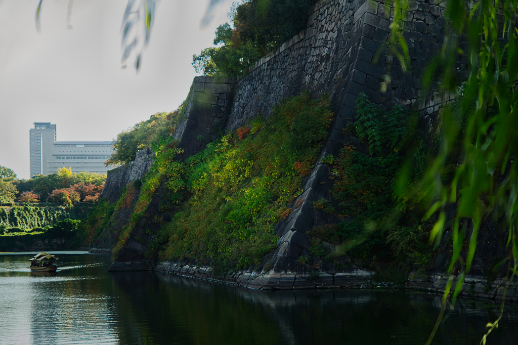 色づき始めた石垣