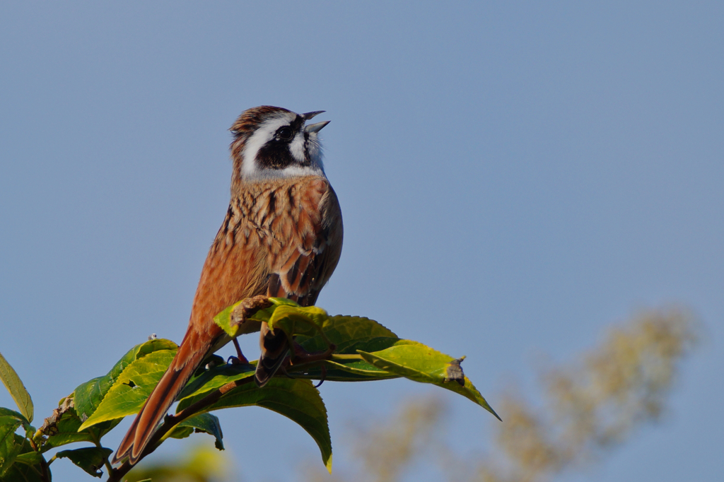 さえずるホオジロ