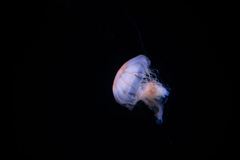 IMG_0300