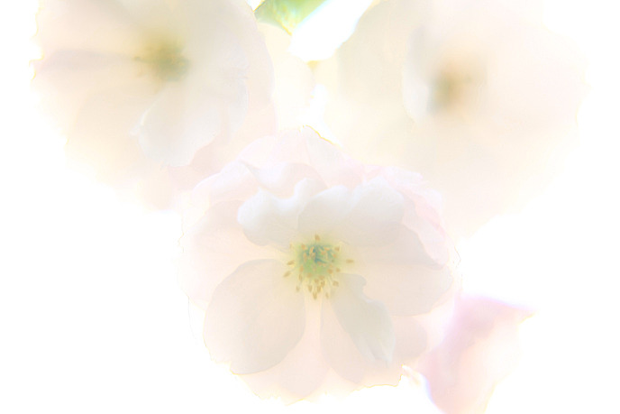 桜影