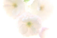 桜影