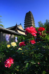 初夏の薦福寺