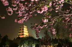 雁塔の夜桜