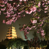 雁塔の夜桜