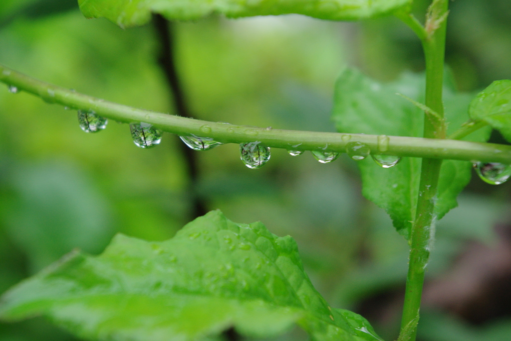 leaves after rain