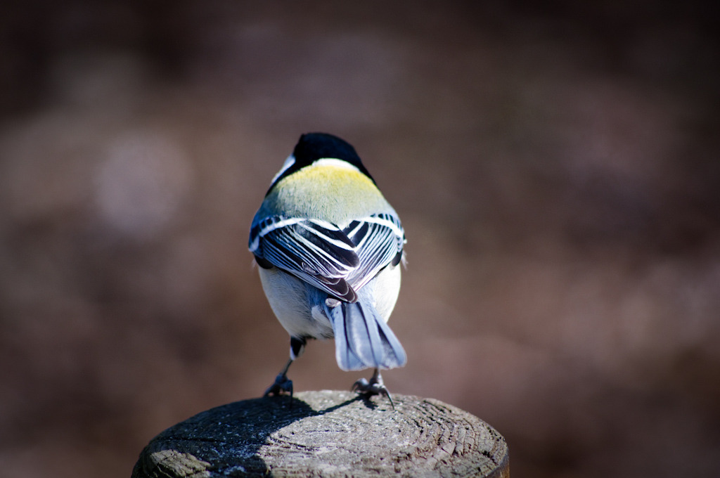 シジュウカラ