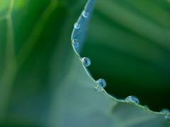 morning dew