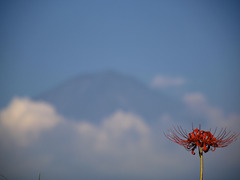 彼岸花