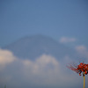 彼岸花