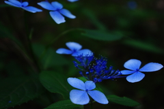 青の紫陽花