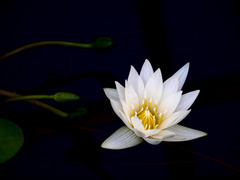 water lily