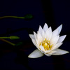 water lily