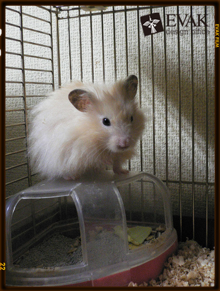ハム01　我思う、、、