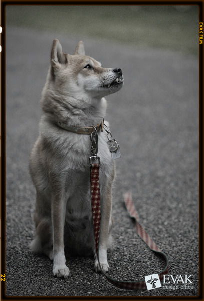 Dog02 老犬