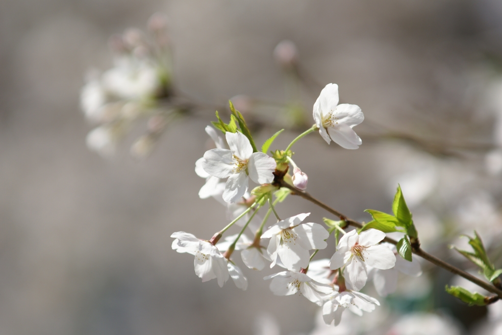 桜