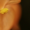 花　名称不明