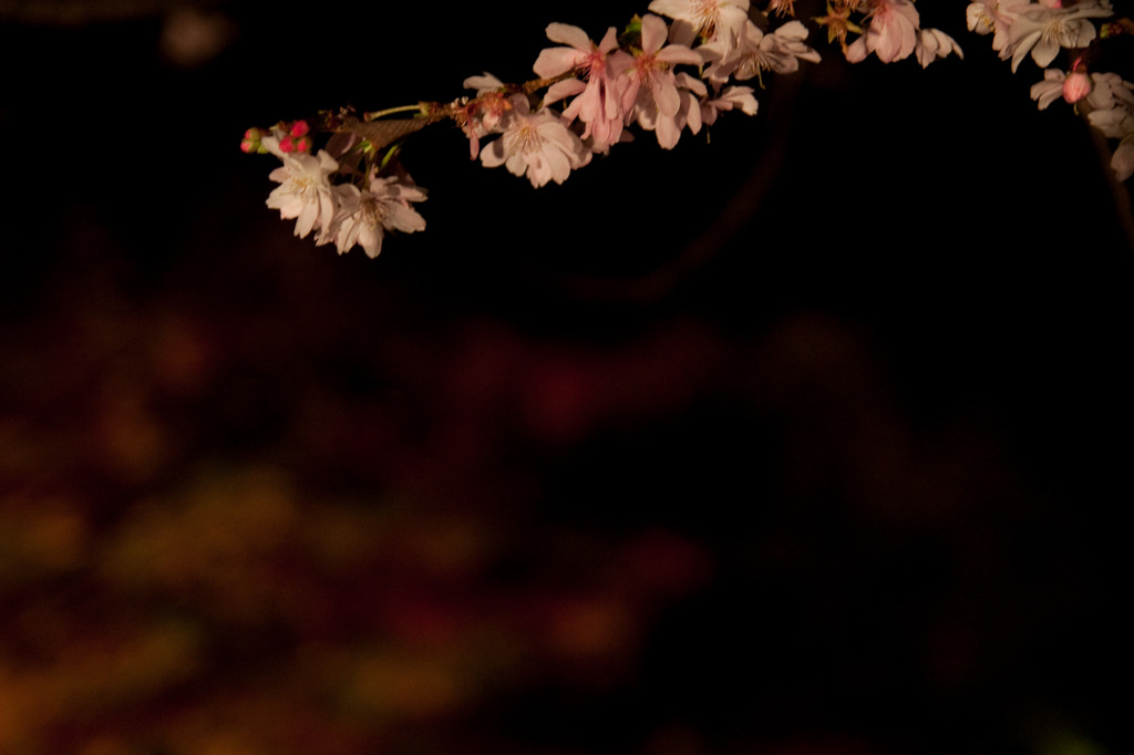 城峯公園 冬桜・楓-3