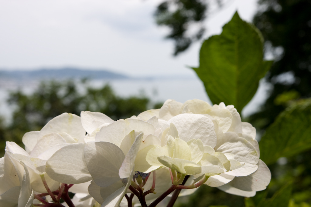 eos40d.2204.17-50mm