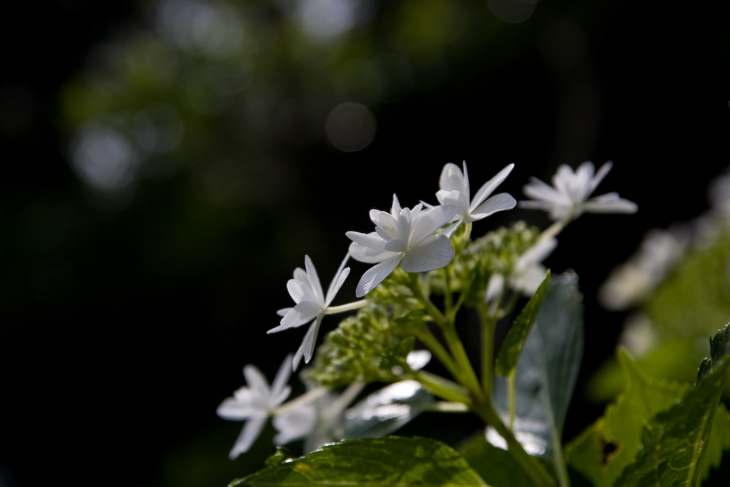 eos40d.2218.17-50mm