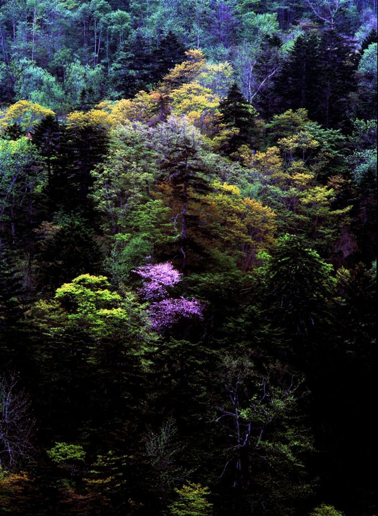 春紅葉と山桜