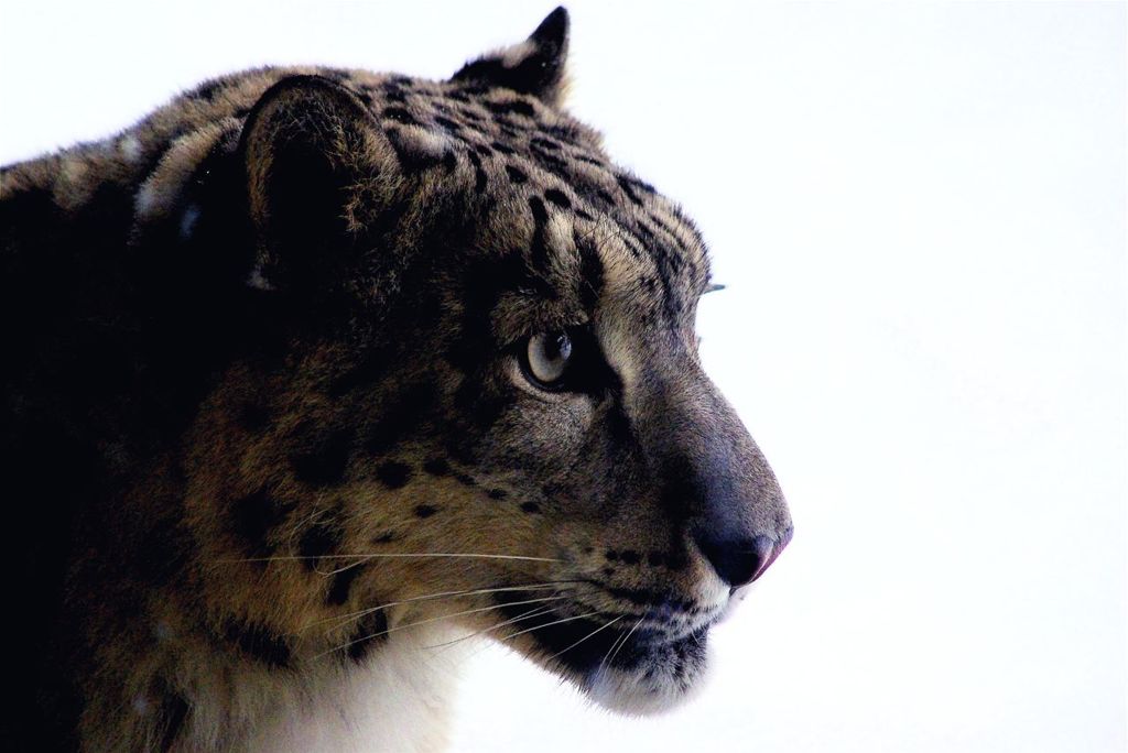 Snow Leopard