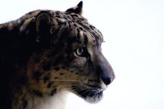 Snow Leopard