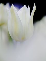 _5230018