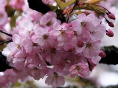 森小町/北海道森町の固有種