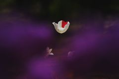 _DSF0069